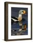 King Eider Duck (Somateria Spectabilis) Male, Batsfjord Village Harbour, Varanger Peninsula, Norway-Staffan Widstrand-Framed Photographic Print