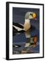 King Eider Duck (Somateria Spectabilis) Male, Batsfjord Village Harbour, Varanger Peninsula, Norway-Staffan Widstrand-Framed Photographic Print