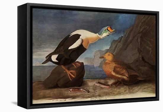 King Eider Ducks-John James Audubon-Framed Stretched Canvas