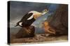 King Eider Ducks-John James Audubon-Stretched Canvas