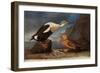 King Eider Ducks-John James Audubon-Framed Premium Giclee Print