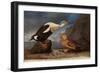 King Eider Ducks-John James Audubon-Framed Premium Giclee Print
