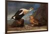 King Eider Ducks-John James Audubon-Framed Giclee Print