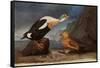 King Eider Ducks-John James Audubon-Framed Stretched Canvas