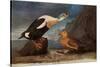 King Eider Ducks-John James Audubon-Stretched Canvas