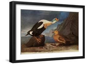 King Eider Ducks-John James Audubon-Framed Giclee Print