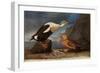 King Eider Ducks-John James Audubon-Framed Giclee Print