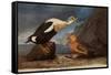 King Eider Ducks-John James Audubon-Framed Stretched Canvas