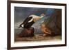 King Eider Ducks-John James Audubon-Framed Giclee Print