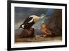 King Eider Ducks-John James Audubon-Framed Giclee Print