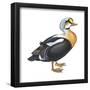 King Eider (Somateria Spectabilis), Duck, Birds-Encyclopaedia Britannica-Framed Poster