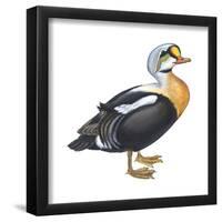 King Eider (Somateria Spectabilis), Duck, Birds-Encyclopaedia Britannica-Framed Poster
