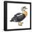 King Eider (Somateria Spectabilis), Duck, Birds-Encyclopaedia Britannica-Framed Poster