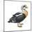 King Eider (Somateria Spectabilis), Duck, Birds-Encyclopaedia Britannica-Mounted Poster