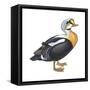 King Eider (Somateria Spectabilis), Duck, Birds-Encyclopaedia Britannica-Framed Stretched Canvas