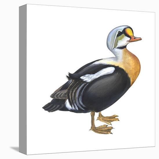 King Eider (Somateria Spectabilis), Duck, Birds-Encyclopaedia Britannica-Stretched Canvas