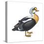 King Eider (Somateria Spectabilis), Duck, Birds-Encyclopaedia Britannica-Stretched Canvas