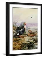 King Eider-Carl Donner-Framed Giclee Print