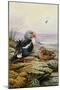 King Eider-Carl Donner-Mounted Giclee Print