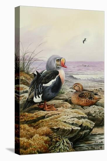 King Eider-Carl Donner-Stretched Canvas