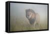 King in the Mist-Frits Hoogendijk-Framed Stretched Canvas