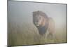 King in the Mist-Frits Hoogendijk-Mounted Photographic Print