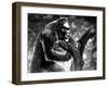 King Kong, Kong with Fay Wray, 1933-null-Framed Photo