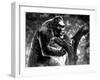 King Kong, Kong with Fay Wray, 1933-null-Framed Photo