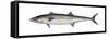 King Mackerel (Scomberomorus Cavalla), Fishes-Encyclopaedia Britannica-Framed Stretched Canvas