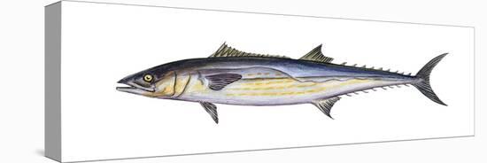 King Mackerel (Scomberomorus Cavalla), Fishes-Encyclopaedia Britannica-Stretched Canvas