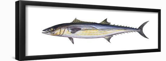 King Mackerel (Scomberomorus Cavalla), Fishes-Encyclopaedia Britannica-Framed Poster
