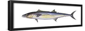 King Mackerel (Scomberomorus Cavalla), Fishes-Encyclopaedia Britannica-Framed Poster