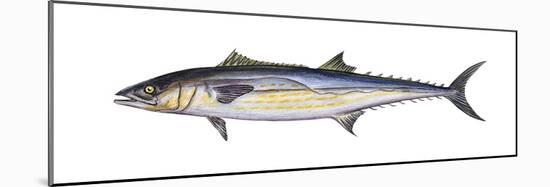 King Mackerel (Scomberomorus Cavalla), Fishes-Encyclopaedia Britannica-Mounted Poster