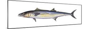 King Mackerel (Scomberomorus Cavalla), Fishes-Encyclopaedia Britannica-Mounted Poster