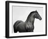 King Mamba, Stallion-Pangea Images-Framed Giclee Print