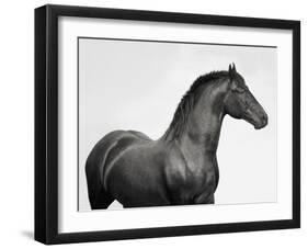King Mamba, Stallion-Pangea Images-Framed Giclee Print