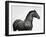 King Mamba, Stallion-Pangea Images-Framed Giclee Print