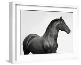 King Mamba, Stallion-Pangea Images-Framed Giclee Print