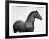 King Mamba, Stallion-Pangea Images-Framed Giclee Print