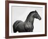 King Mamba, Stallion-Pangea Images-Framed Giclee Print