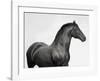 King Mamba, Stallion-Pangea Images-Framed Giclee Print