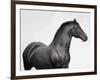 King Mamba, Stallion-Pangea Images-Framed Giclee Print