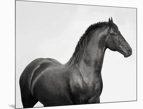 King Mamba, Stallion-Pangea Images-Mounted Giclee Print