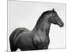 King Mamba, Stallion-Pangea Images-Mounted Giclee Print