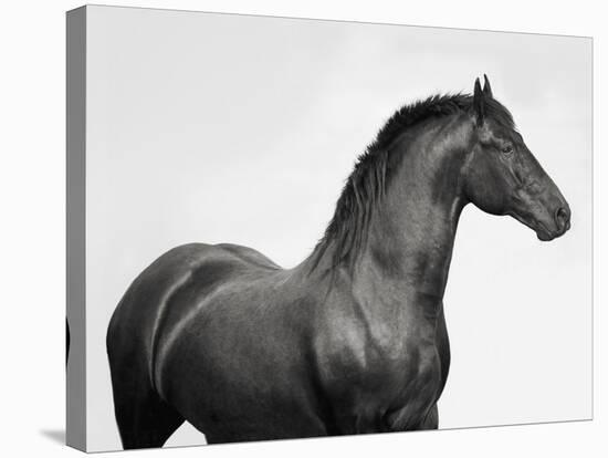 King Mamba, Stallion-Pangea Images-Stretched Canvas