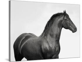 King Mamba, Stallion-Pangea Images-Stretched Canvas