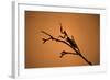 King Mantis (Hierodula Majuscula), captive, Australia, Pacific-Janette Hill-Framed Photographic Print