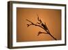 King Mantis (Hierodula Majuscula), captive, Australia, Pacific-Janette Hill-Framed Photographic Print