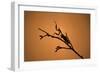 King Mantis (Hierodula Majuscula), captive, Australia, Pacific-Janette Hill-Framed Photographic Print