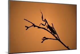 King Mantis (Hierodula Majuscula), captive, Australia, Pacific-Janette Hill-Mounted Photographic Print